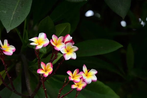 Lindas Flores Coloridas Folhas Verdes — Fotografia de Stock