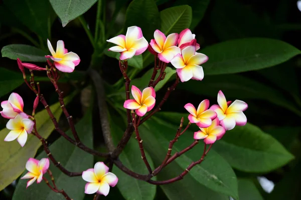 Kolorowe Kwiaty Ogrodzie Kwitnący Kwiat Plumeria Piękne Kwiaty Ogrodzie Blooming — Zdjęcie stockowe