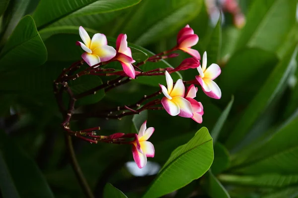 Hermosas Flores Colores Hojas Verdes — Foto de Stock