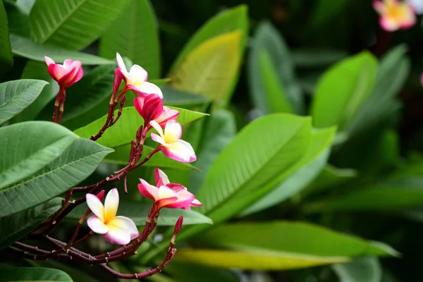 Schöne Bunte Blüten Und Grüne Blätter — Stockfoto