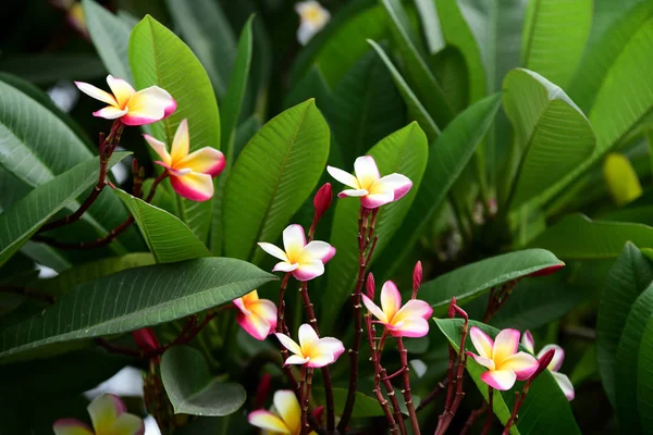 Красиві Барвисті Квіти Зелене Листя — стокове фото
