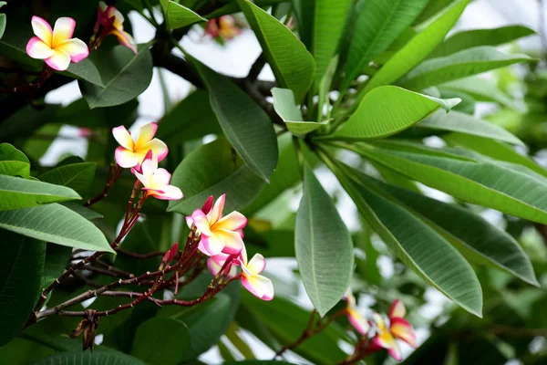 Hermosas Flores Colores Hojas Verdes — Foto de Stock