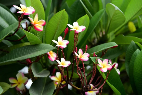 Kleurrijke Bloemen Tuin Plumeria Bloem Bloeien Prachtige Bloemen Tuin Blooming — Stockfoto