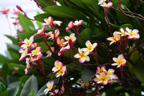 花园里五颜六色的花朵 鸡蛋花开花 花园里美丽的花朵在夏天盛开 园景园正式花园 美丽的花园 — 图库照片