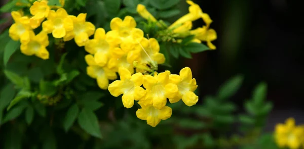 Folhas Verdes Dia Chuvoso Use Como Imagem Fundo Flores Coloridas — Fotografia de Stock