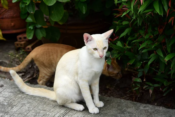 Kucing Lucu Berjalan Sekitar Rumah — Stok Foto