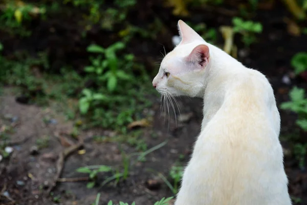 Cute Cat Walks House — Stock Photo, Image