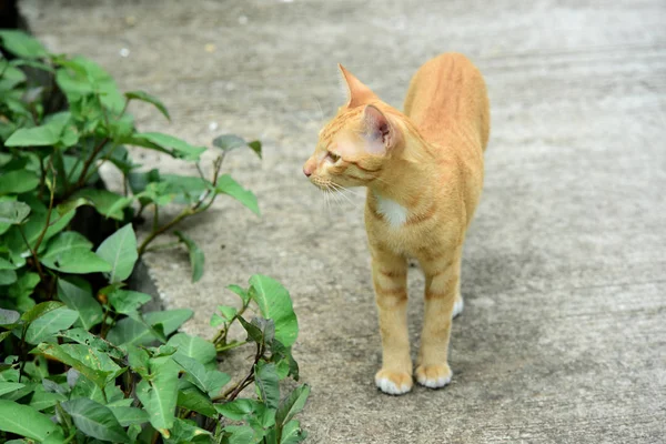 Kucing Lucu Berjalan Sekitar Rumah — Stok Foto