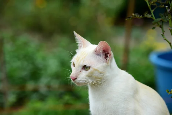 Söt Katt Går Runt Huset — Stockfoto