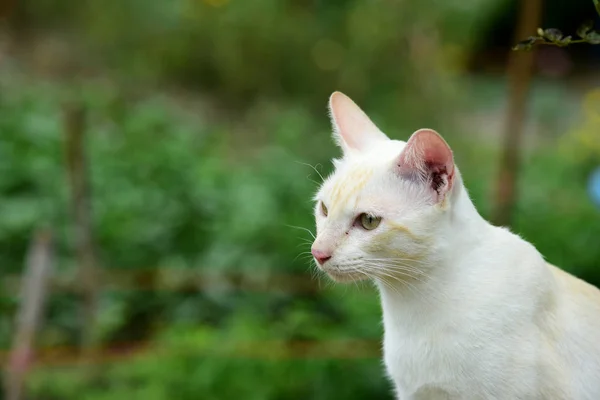 Schattige Kat Loopt Rond Het Huis — Stockfoto