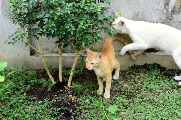 可爱的猫在房子附近走动 — 图库照片