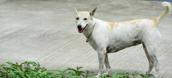 Köpek Yürümek Evin Etrafında Keşfedin — Stok fotoğraf