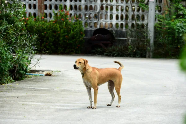Cães Caminham Exploram Casa — Fotografia de Stock