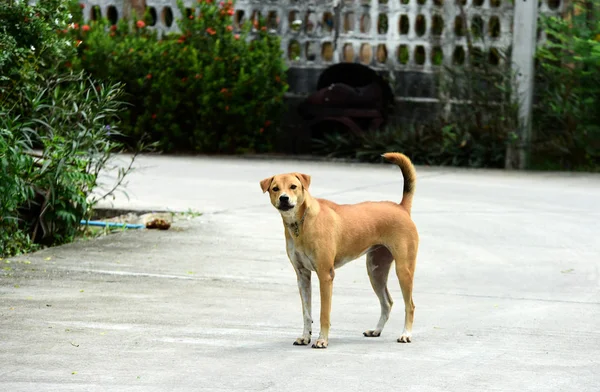 Köpek Yürümek Evin Etrafında Keşfedin — Stok fotoğraf