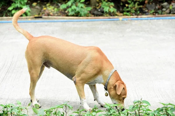 Собаки Гуляют Исследуют Дом — стоковое фото