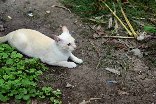 Белая Кошка Играет Улице — стоковое фото