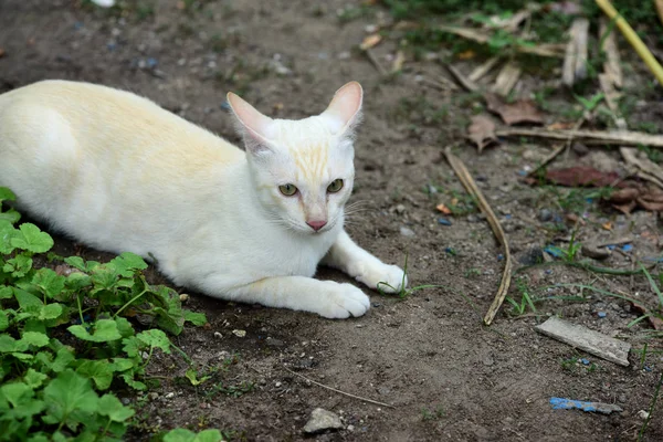 Şirin Kedi Evin Etrafında Yürür — Stok fotoğraf