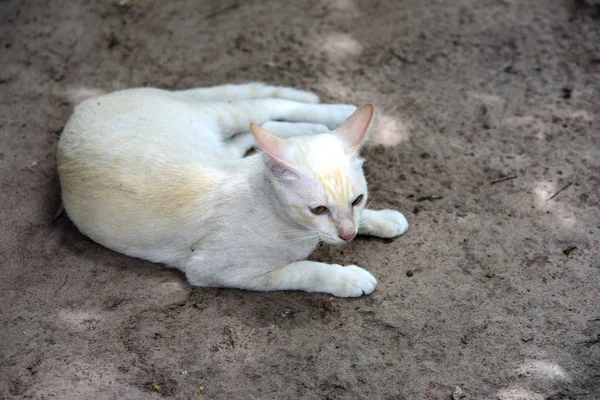 Açık havada oynayan beyaz kedi