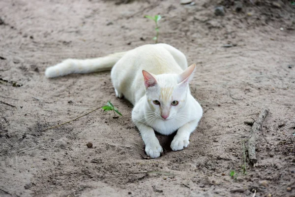 Gato Bonito Anda Torno Casa — Fotografia de Stock