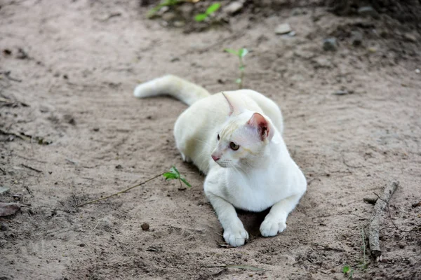 Roztomilý Kočka Chodí Kolem Domu — Stock fotografie