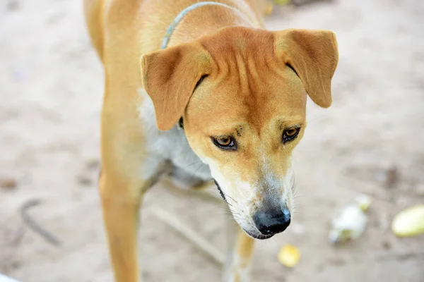 Los Perros Pasean Exploran Alrededor Casa — Foto de Stock