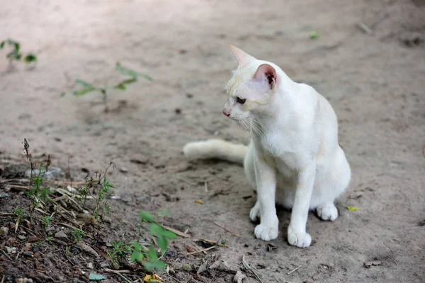 Gato Blanco Jugando Aire Libre —  Fotos de Stock