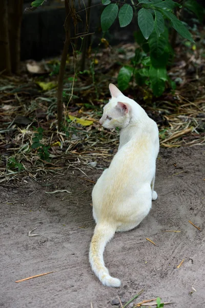 可爱的猫在房子附近走动 — 图库照片