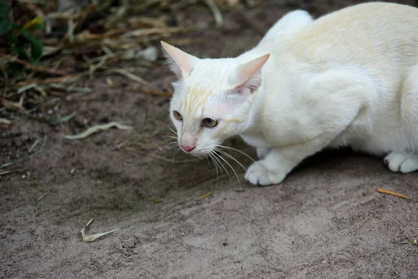 Niedliche Katze Spaziert Durchs Haus — Stockfoto