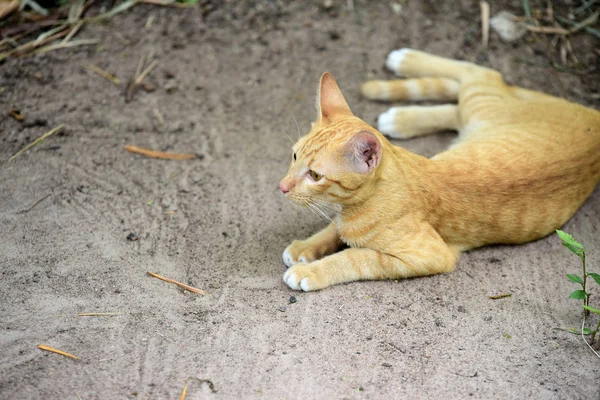 Gato Bonito Anda Torno Casa — Fotografia de Stock