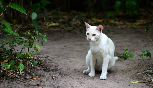 Niedliche Katze Spaziert Durchs Haus — Stockfoto