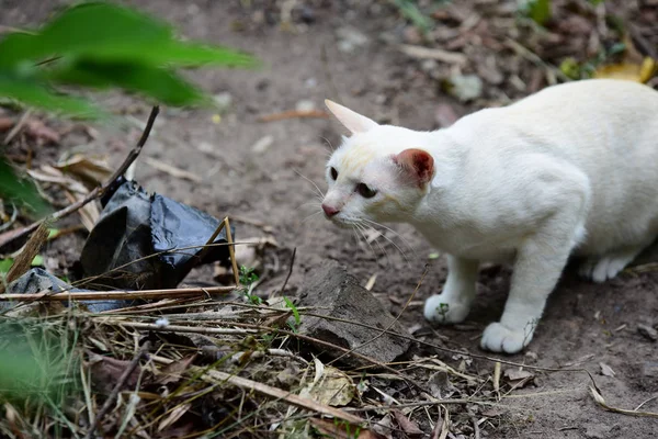 Lindo Gato Pasea Por Casa — Foto de Stock