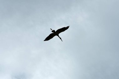 Bulutlu gökyüzü uçan kuş