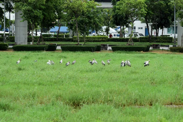 Vögel Auf Grünem Gras Auf Dem Land — Stockfoto