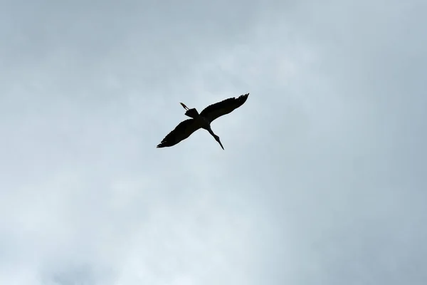 Vogel Fliegt Bei Bewölktem Himmel — Stockfoto