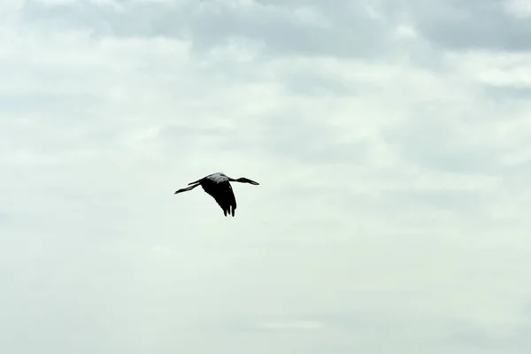 Uccello Che Vola Nel Cielo Nuvoloso — Foto Stock