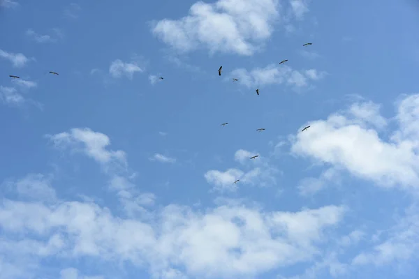 Fåglar Som Flyger Sky Med Moln — Stockfoto
