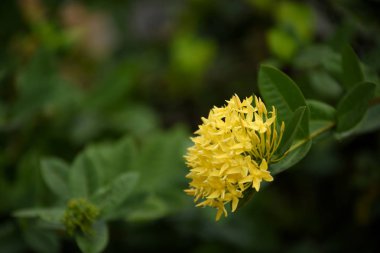 Bahçede renkli çiçek. Plumeria çiçek çiçeklenme. Yaz aylarında bahçe Blooming güzel çiçeklenir. Resmi bahçe. Park. Güzel bahçe.
