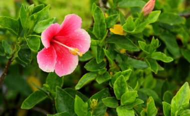 Güzel tropikal çiçekler yakın