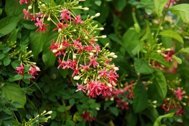 Bahçedeki güzel kırmızı çiçekler