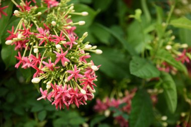 Bahçede renkli çiçek. Plumeria çiçek çiçeklenme. Yaz aylarında bahçe Blooming güzel çiçeklenir. Resmi bahçe. Park. Güzel bahçe.