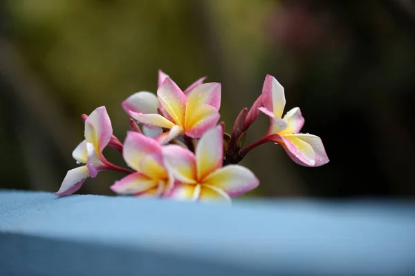 Fiori Colorati Giardino Fiori Plumeria Bellissimi Fiori Giardino Fioritura Estate — Foto Stock