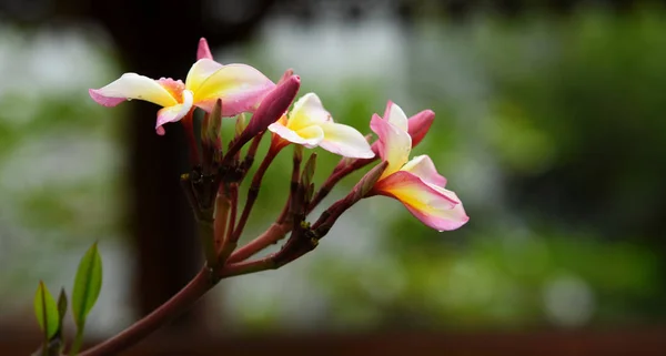 Kolorowe Kwiaty Ogrodzie Kwitnący Kwiat Plumeria Piękne Kwiaty Ogrodzie Blooming — Zdjęcie stockowe