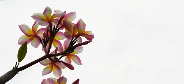 Güzel Bahçe Çiçekleri Renkli Cosmos Çiçeklerle Soyut Işık Bokeh Arka — Stok fotoğraf