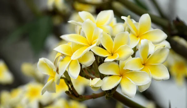 Schöne Tropische Gelbe Blüten — Stockfoto
