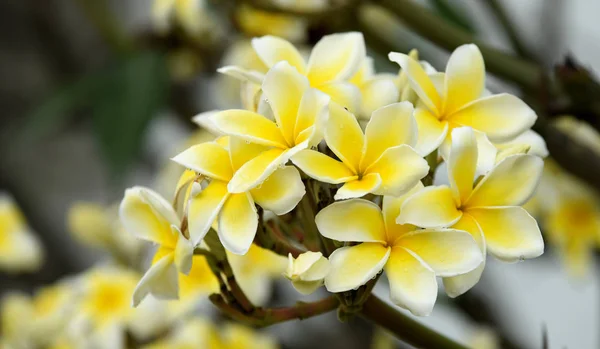 Belles Fleurs Jaunes Tropicales — Photo