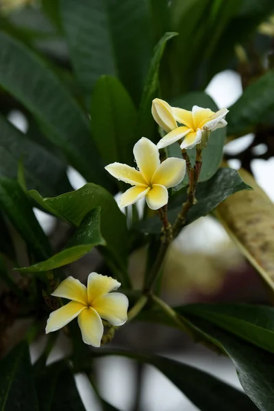 花园里五颜六色的花朵 鸡蛋花开花 美丽的花朵在花园里盛开的夏天 — 图库照片