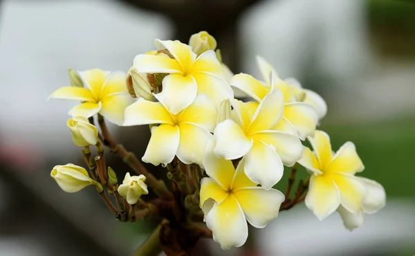 Belles Fleurs Jaunes Tropicales — Photo