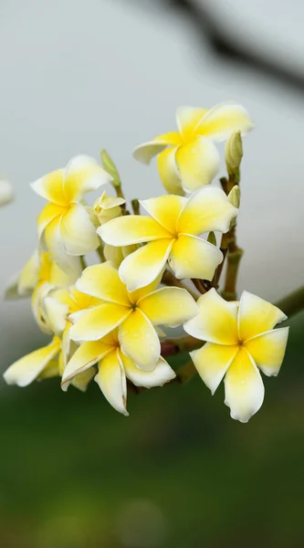 Schöne Tropische Gelbe Blüten — Stockfoto