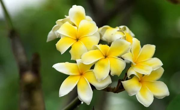 Piękne Tropikalne Żółte Kwiaty — Zdjęcie stockowe