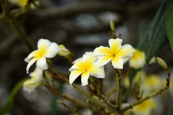 美しい熱帯黄色の花 — ストック写真